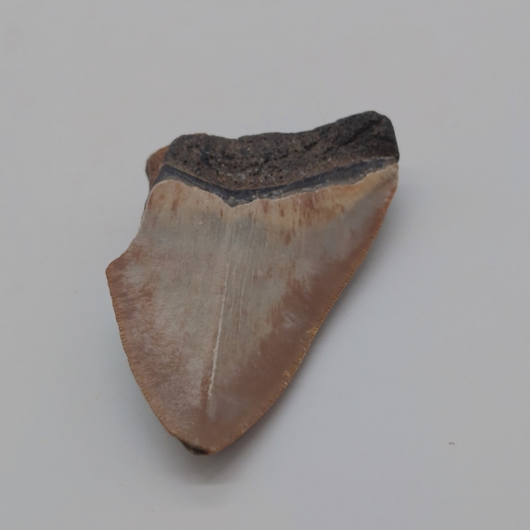 Real Otodus Megalodon Fossilized Shark Tooth 3 In Beautiful Colors - Picture 8 of 11